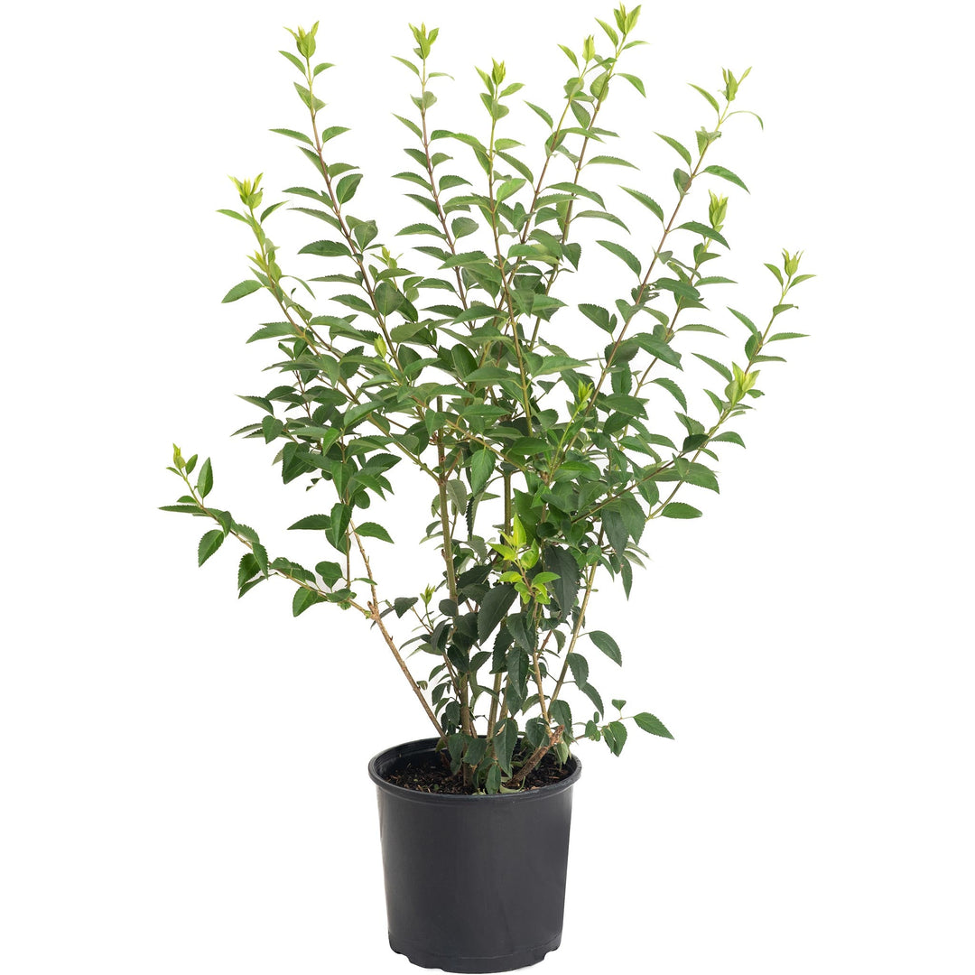 Lynwood Gold Forsythia Shrub