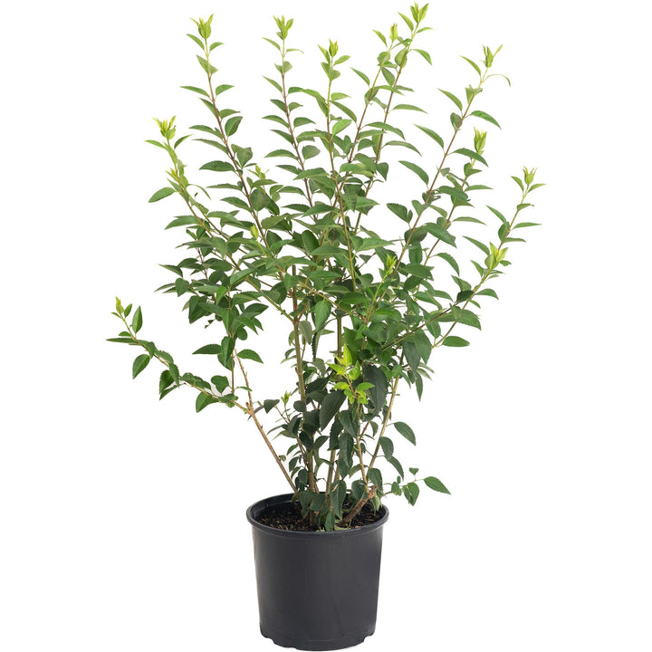 Lynwood Gold Forsythia Shrub