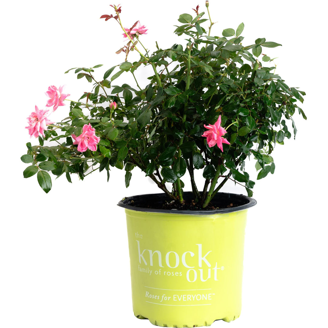 Pink Double Knock Out® Rose