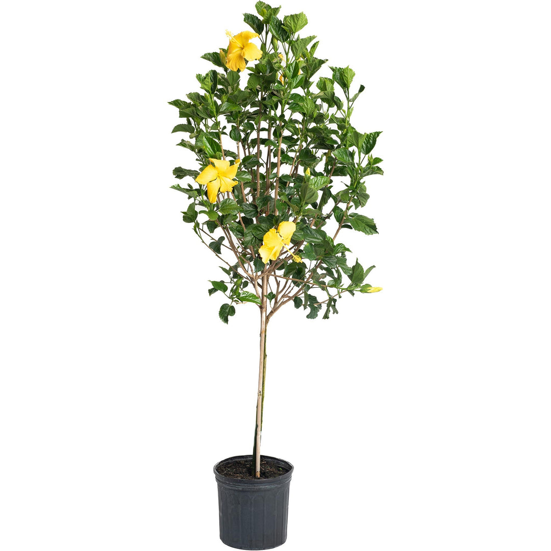 Hibiscus Tree