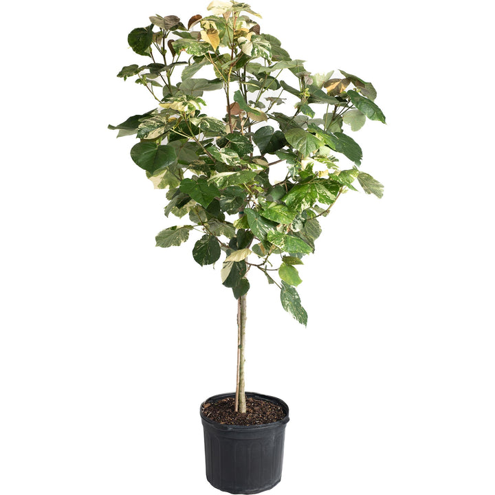 Variegated Hibiscus Tiliaceus