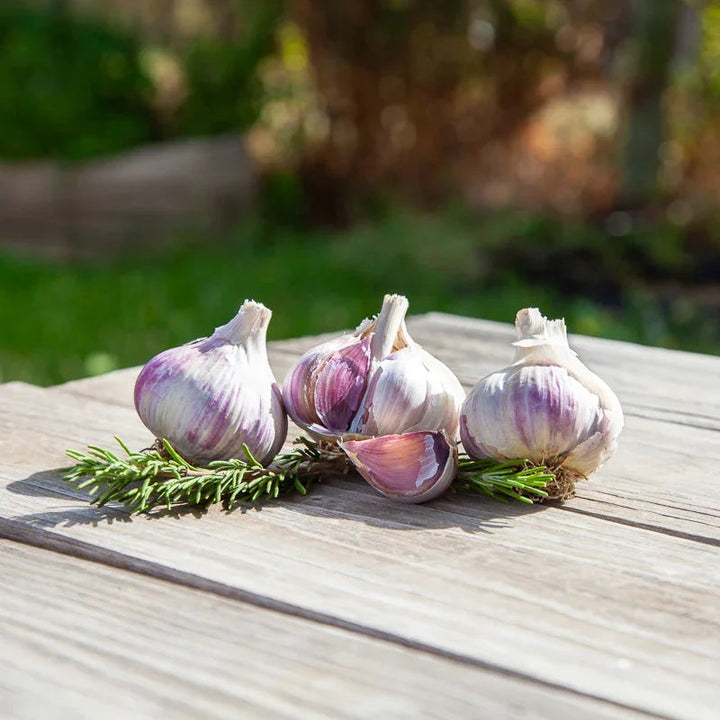 Music Garlic (lb)