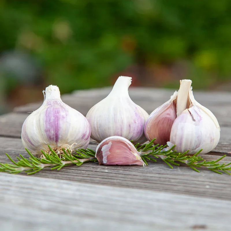 Music Garlic (lb)