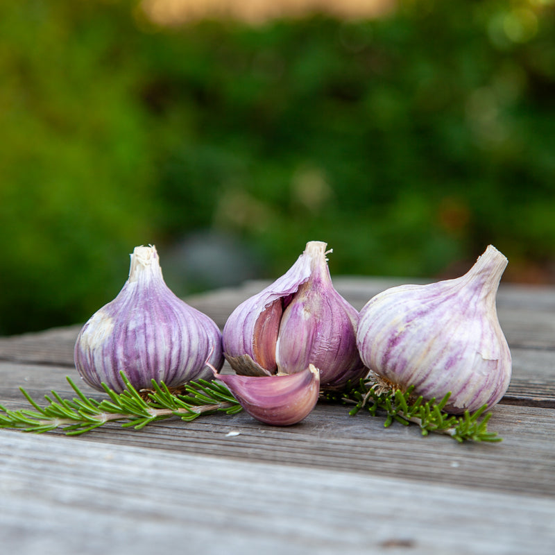 Organic Red Chesnok Garlic (lb)