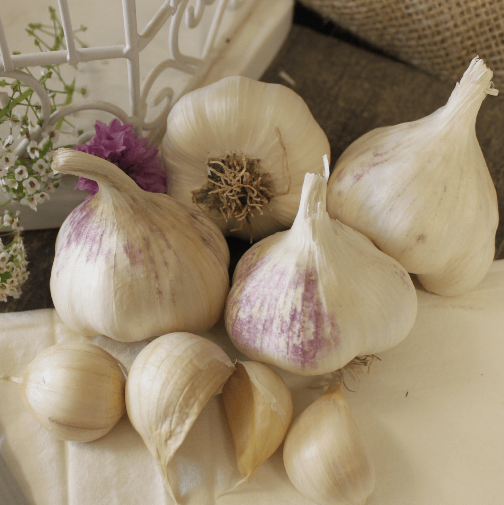 Organic Early Purple Italian Garlic (lb)