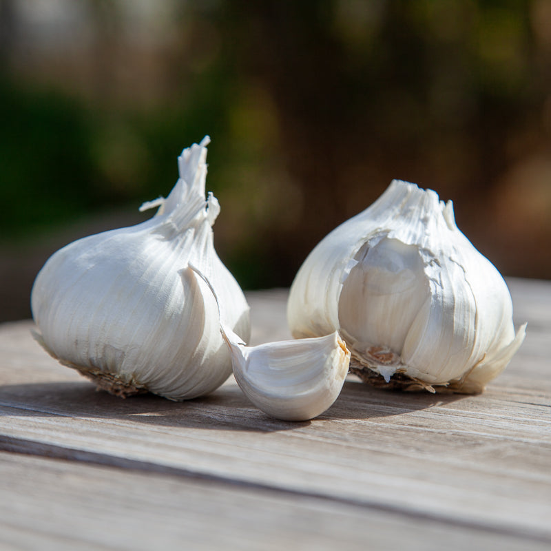 Organic Early Purple Italian Garlic (lb)