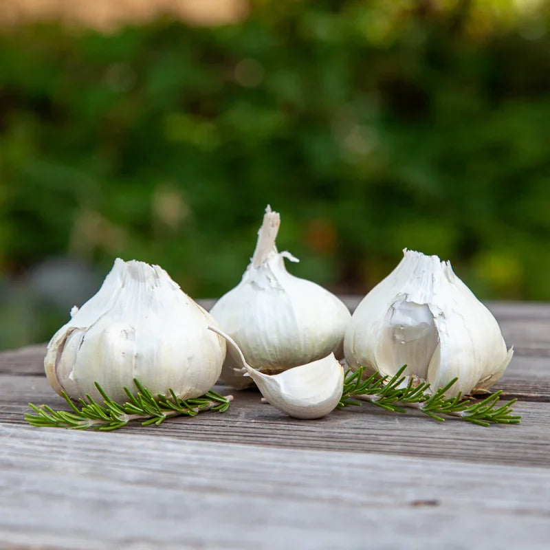 Organic Early Purple Italian Garlic (lb)