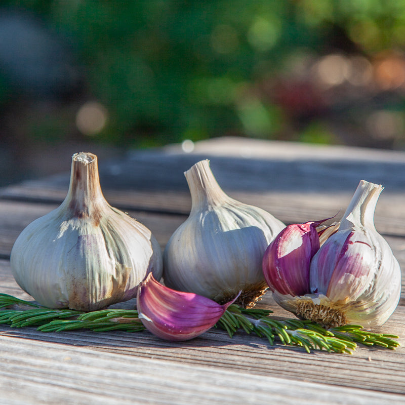 Spanish Roja Garlic (Lb)