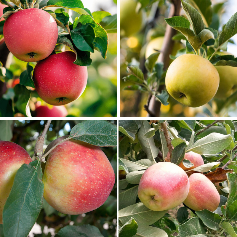 Low Chill Apple, 4 on 1 Multi Grafted Fruit Tree