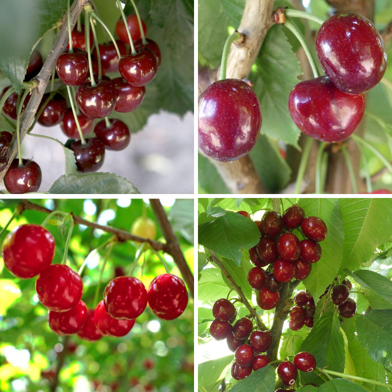 Sweet Cherry, 3 on 1 Multi Grafted Fruit Tree