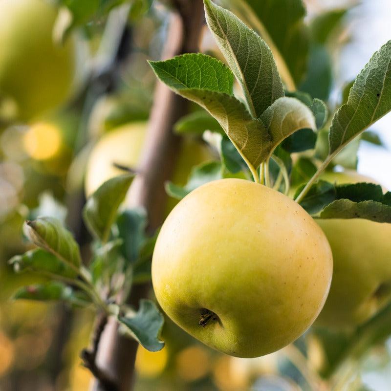 Low Chill Apple, 4 on 1 Multi Grafted Fruit Tree