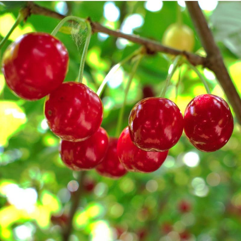 Sweet Cherry, 3 on 1 Multi Grafted Fruit Tree