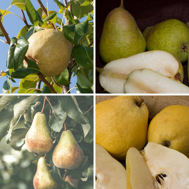 Disease Resistant Pears, 4 on 1 Multi Grafted Fruit Tree