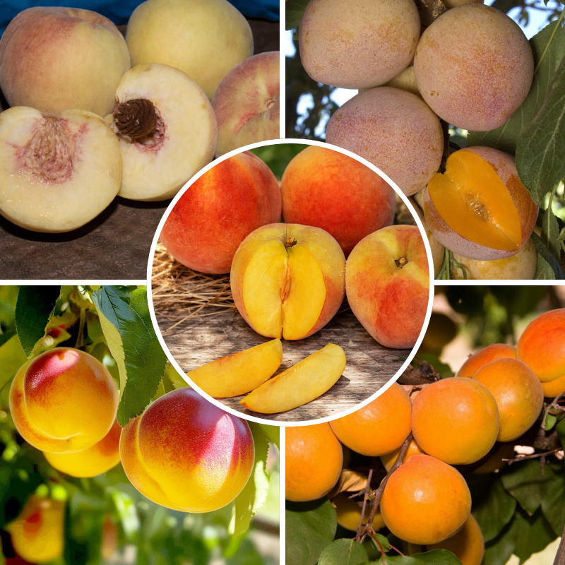 Cold Hardy "Fruit Salad" 4 on 1 Multi Grafted Fruit Tree