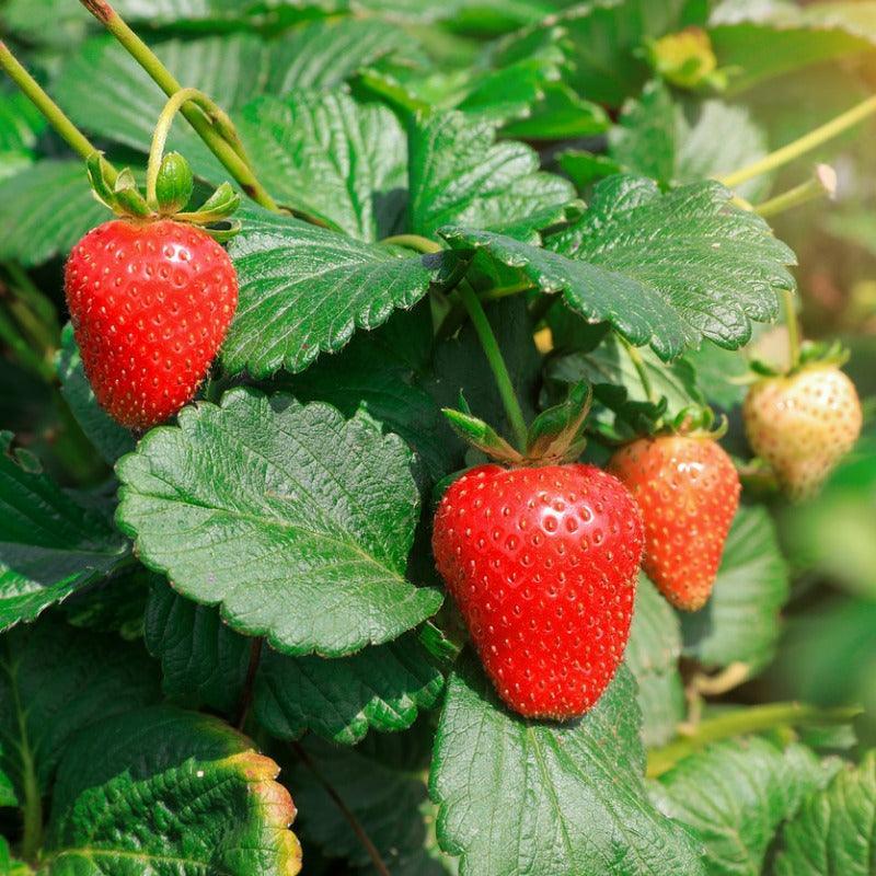 Eclair Strawberry Plants (Bundle of Approximately 25)