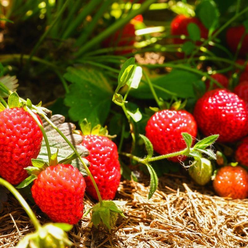 Eversweet Strawberry Plants (Bundle of Approximately 25)
