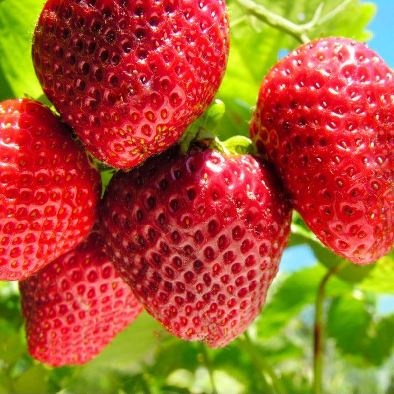 Quinault Strawberry Plants (Bundle of Approximately 25)