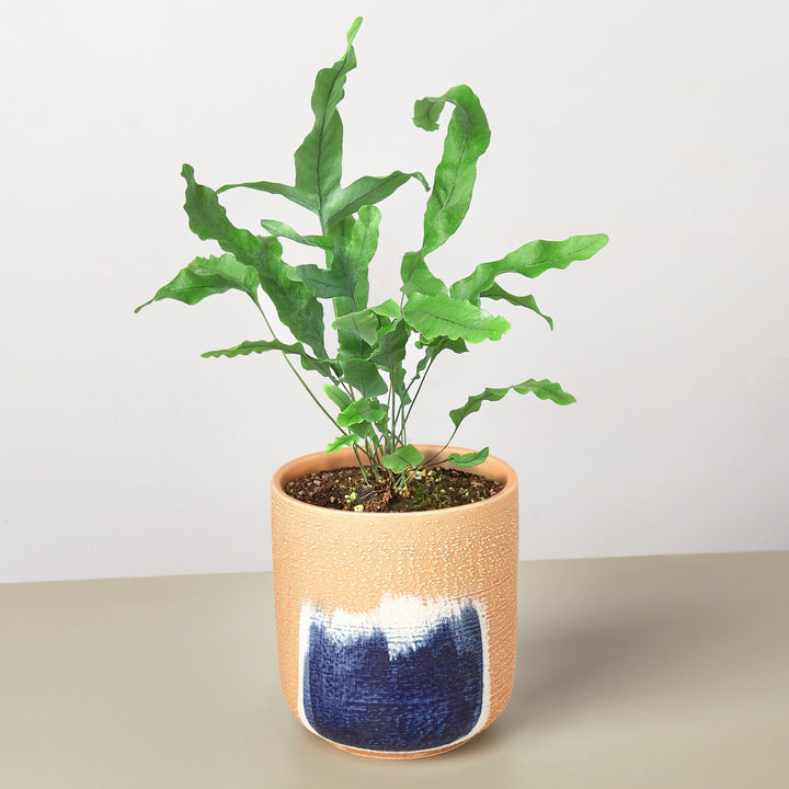 Fern &
