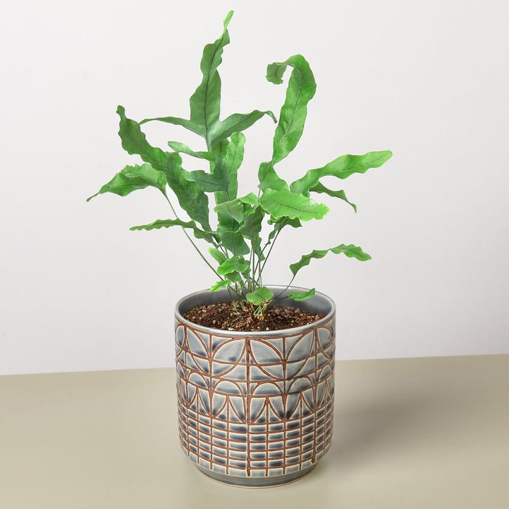 Fern &