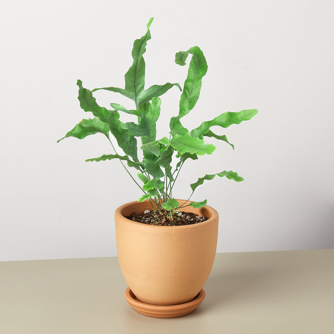 Fern &