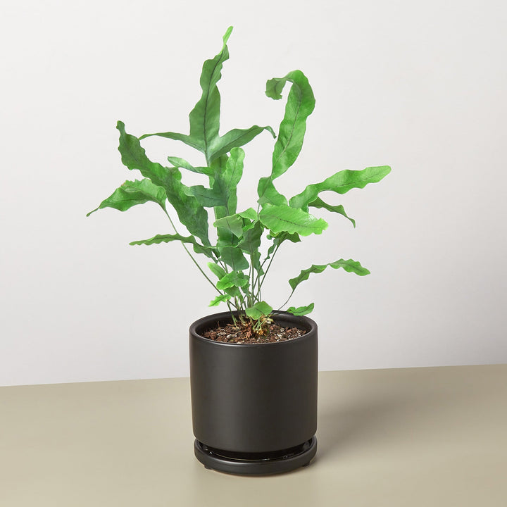 Fern &
