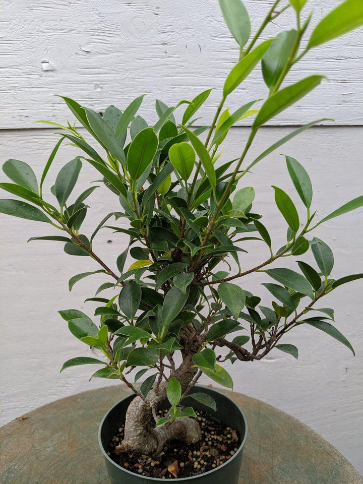 Ficus Retusa Pre Bonsai Tree