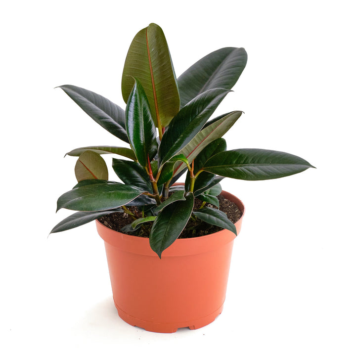 Ficus Elastica &