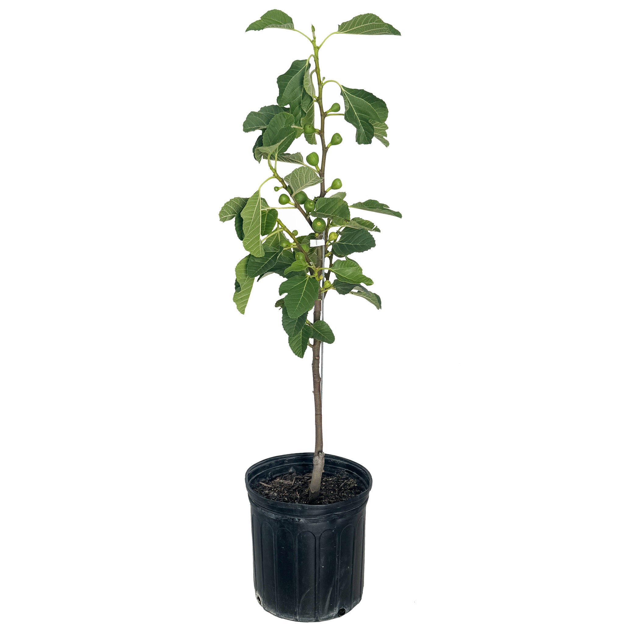 Fignominal Fig