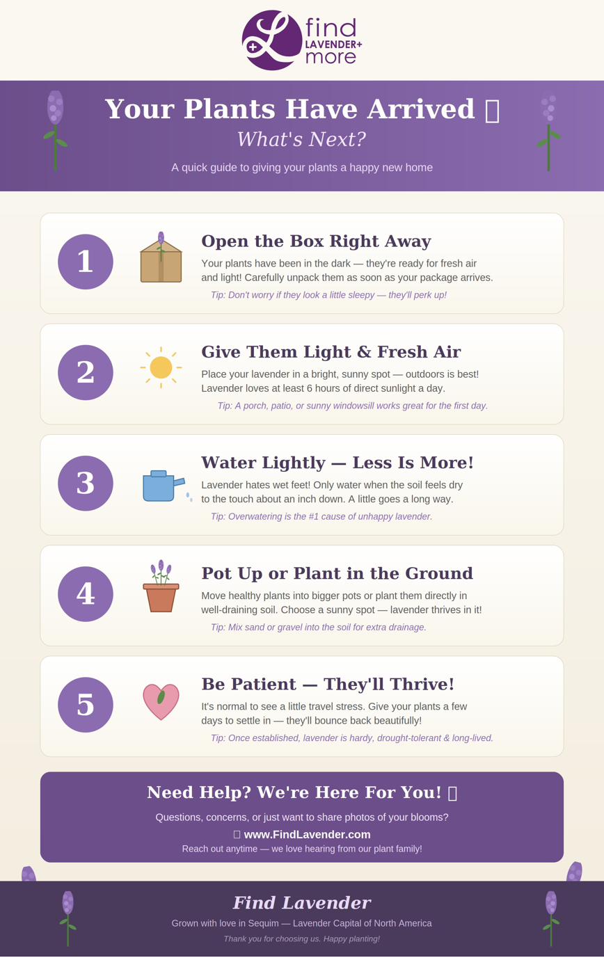 Live Maillette Lavender Plant (Lavandula angustifolia)