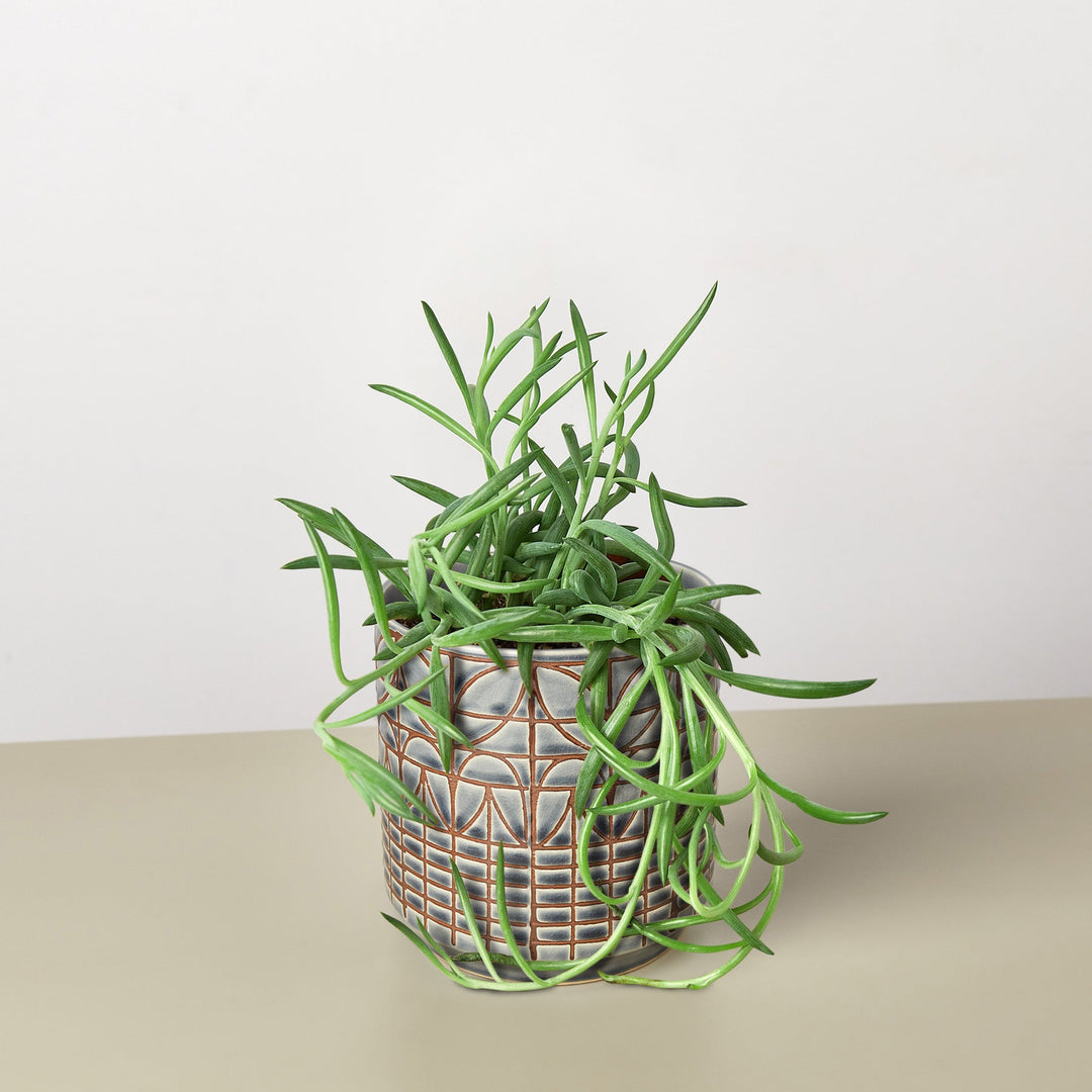 Succulent Senecio Succulent &