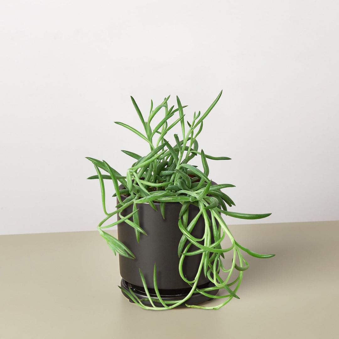 Succulent Senecio Succulent &