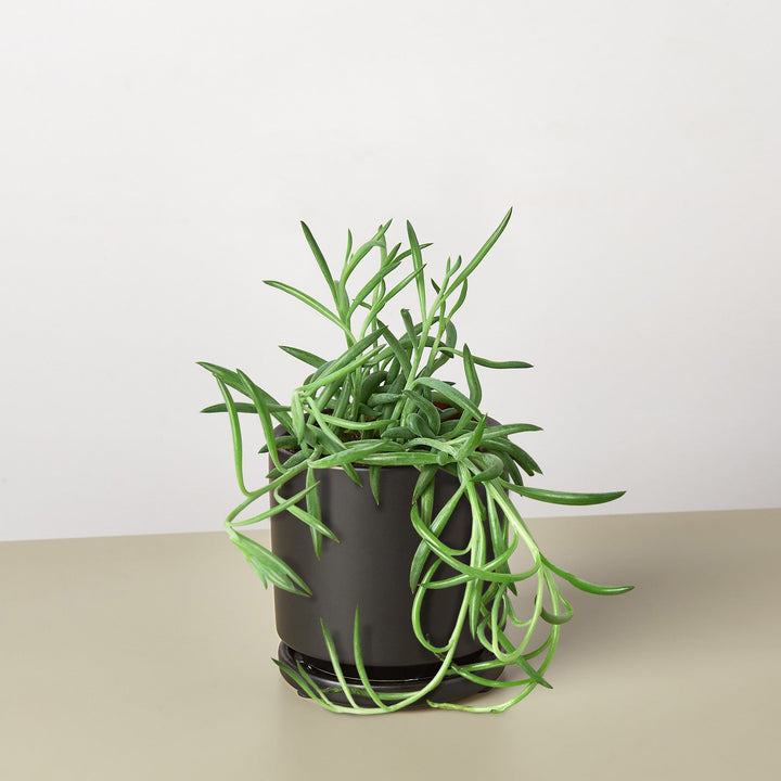 Succulent Senecio Succulent &