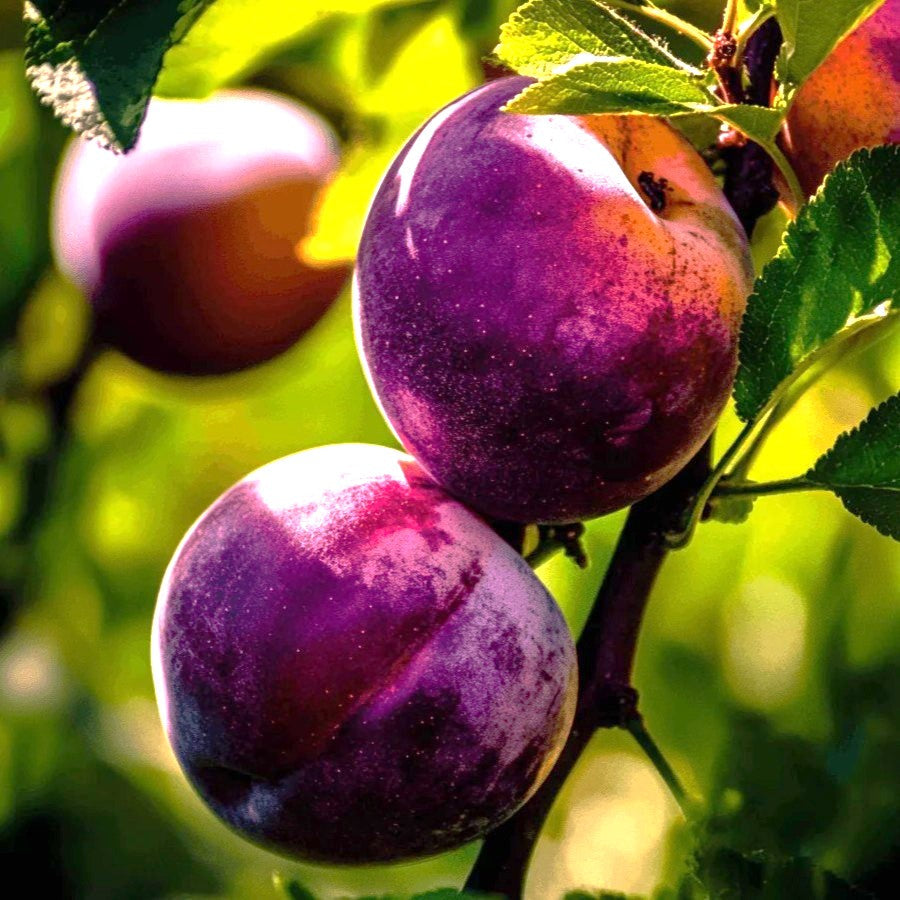 Flavor King Pluot Tree