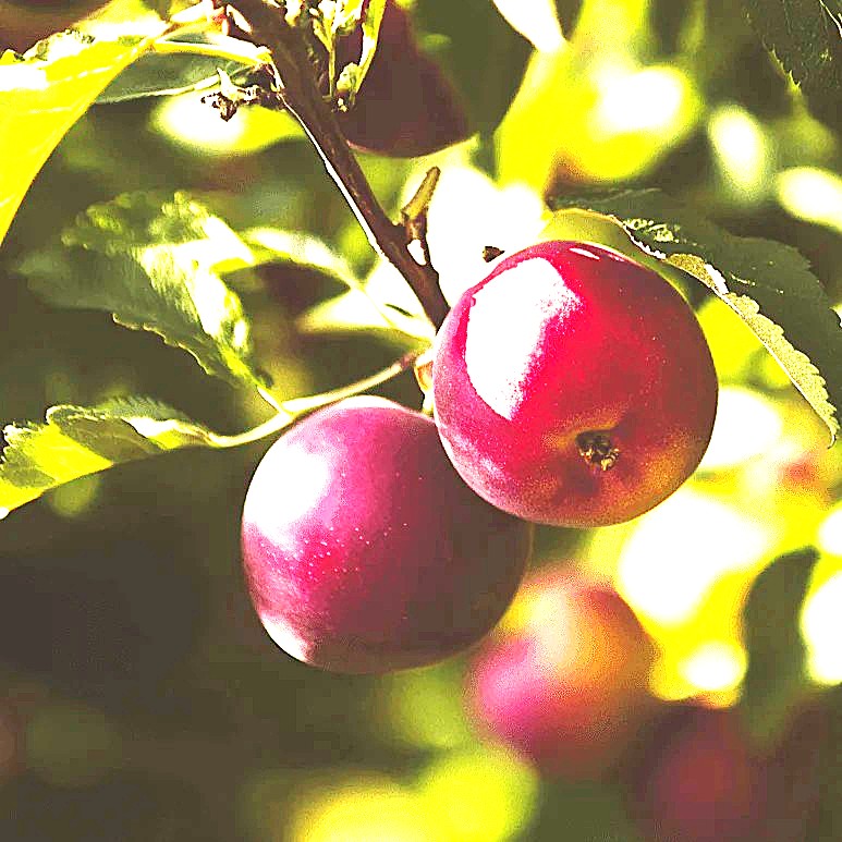 Flavor King Pluot Tree