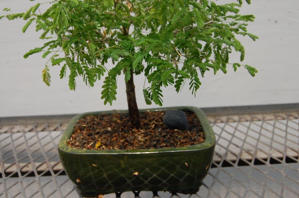 Flowering Brazilian Raintree Bonsai Tree