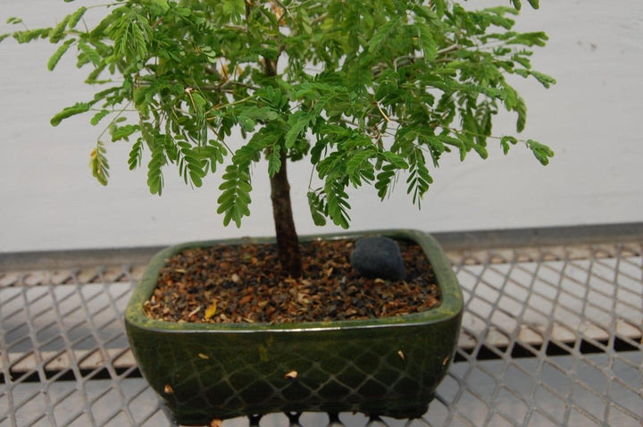 Flowering Brazilian Raintree Bonsai Tree
