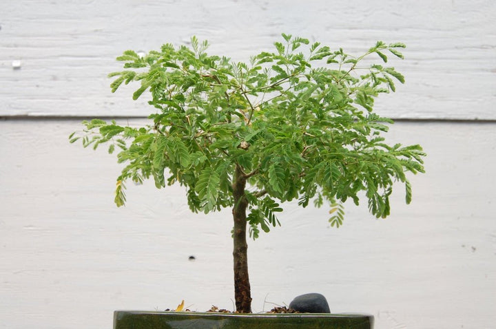 Flowering Brazilian Raintree Bonsai Tree