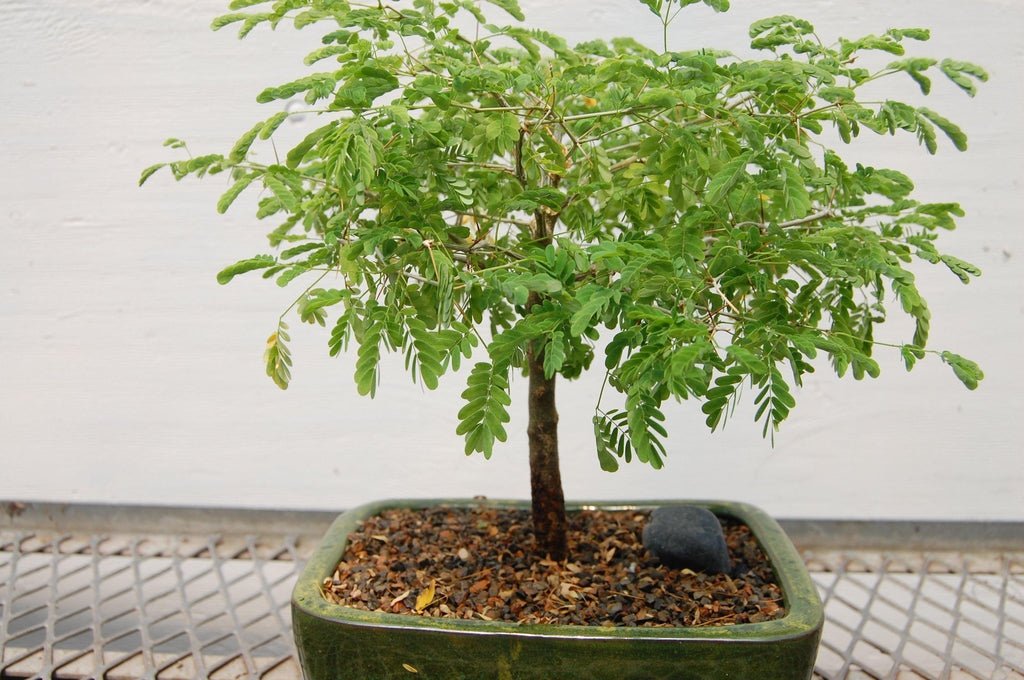 Flowering Brazilian Raintree Bonsai Tree