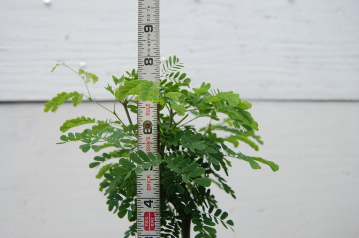 Flowering Brazilian Raintree Bonsai Tree