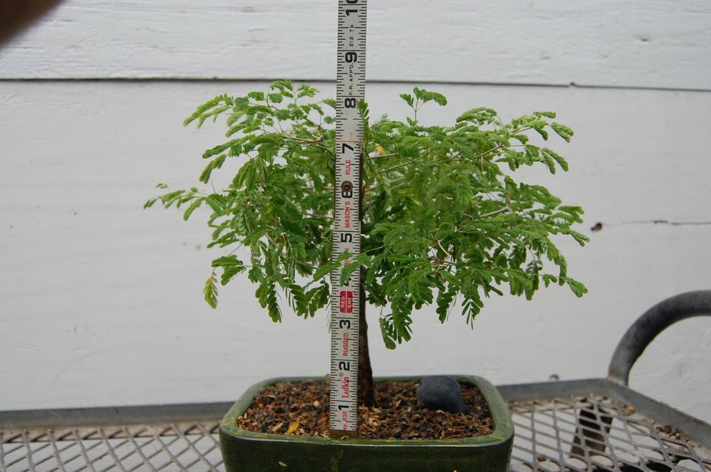 Flowering Brazilian Raintree Bonsai Tree