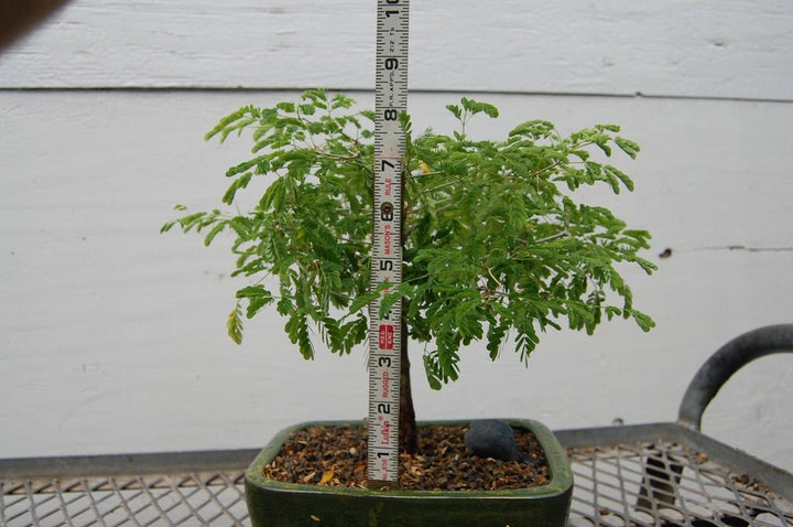 Flowering Brazilian Raintree Bonsai Tree
