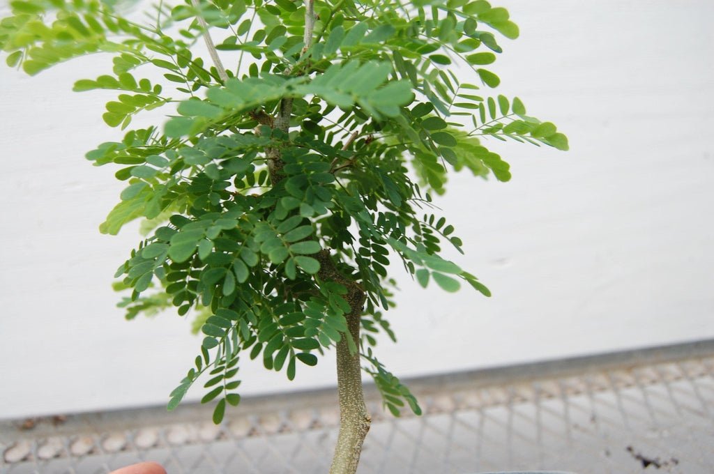 Flowering Brazilian Raintree Bonsai Tree