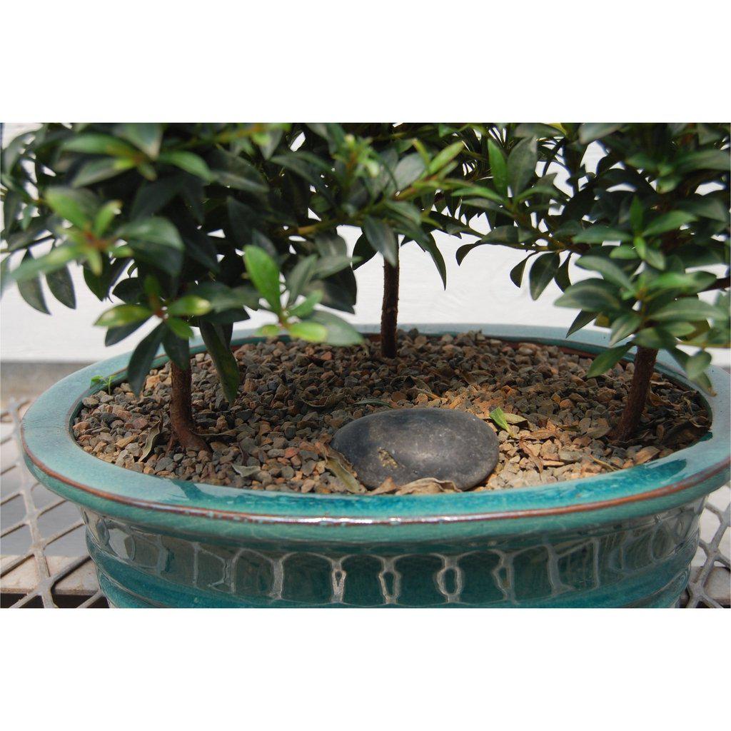 flowering brush cherry bonsai tree Flowering Brush Cherry Bonsai Tree Forest (3 Trees)