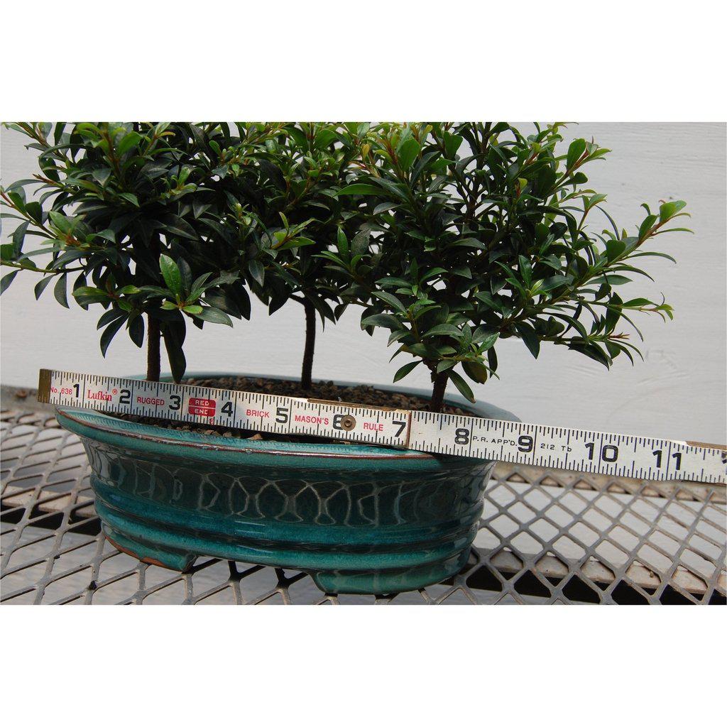 flowering brush cherry bonsai tree Flowering Brush Cherry Bonsai Tree Forest (3 Trees)