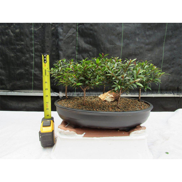 Flowering Brush Cherry Bonsai Tree Forest (5 Trees)