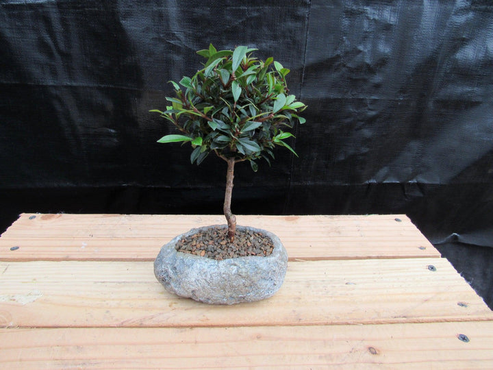 Flowering Brush Cherry Bonsai Tree Planted In A Faux Lava Rock