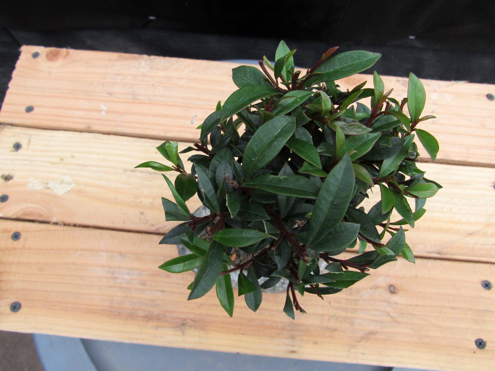 Flowering Brush Cherry Bonsai Tree Planted In A Faux Lava Rock