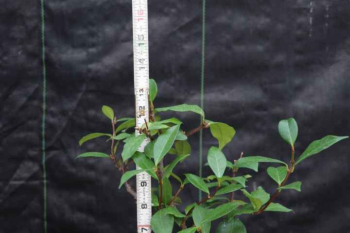 Flowering White Jasmine Bonsai Tree