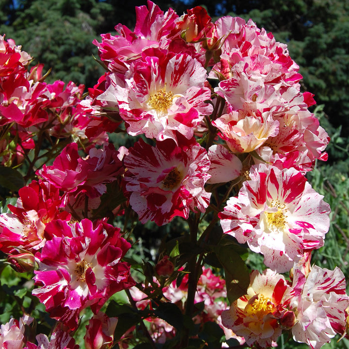Fourth of July Climbing Rose 1.5 Gallon Pot