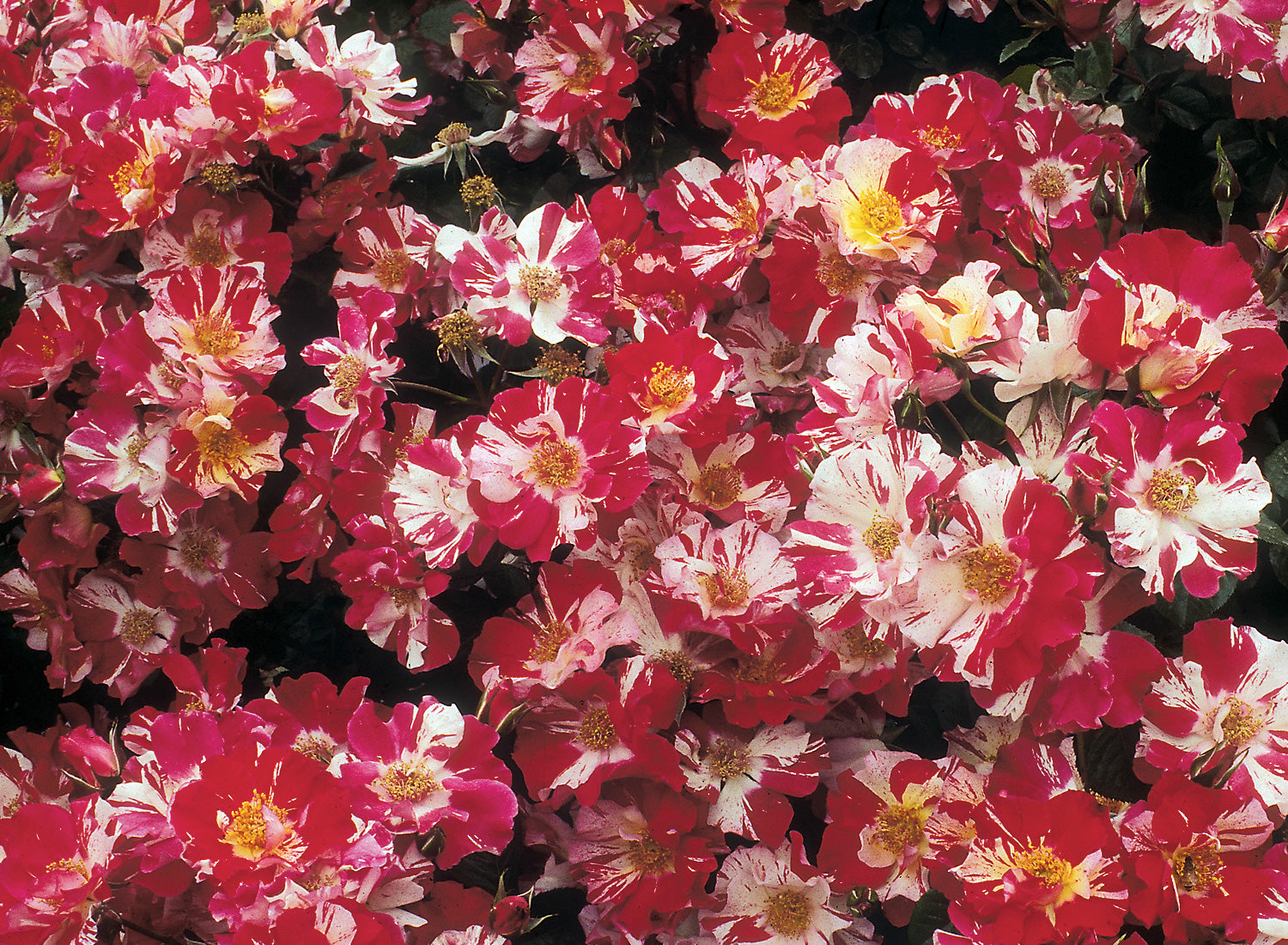 Fourth of July Climbing Rose 1.5 Gallon Pot